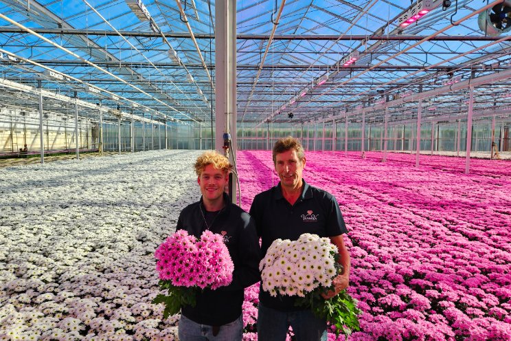 Kwekerij van Wijk breidt chrysantenareaal uit