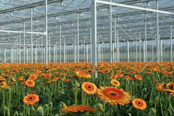 Lichtbenuttingsefficintie onder LED bij gerbera