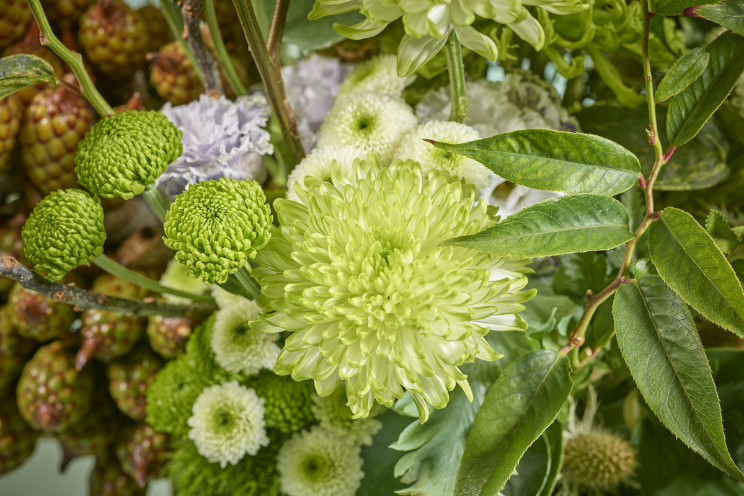 Chrysanten kleuren de donkere dagen in stijl