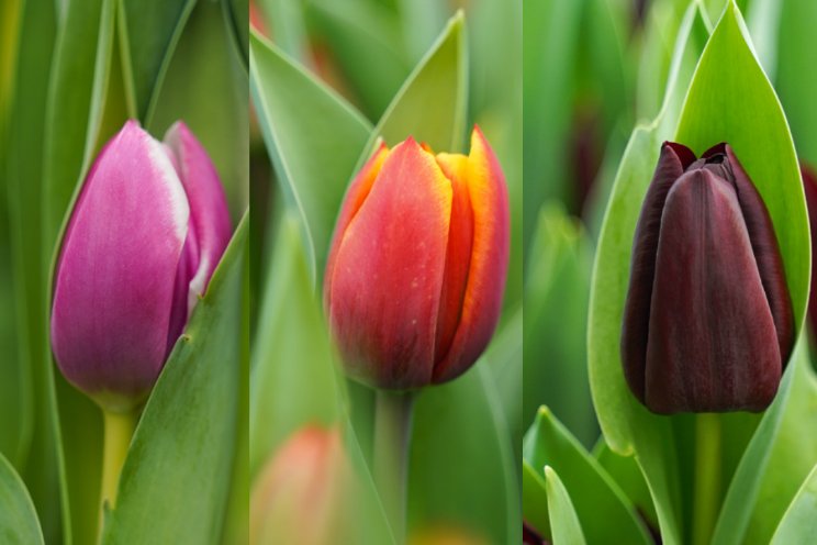 Nieuwe tulpen Borst Bloembollen