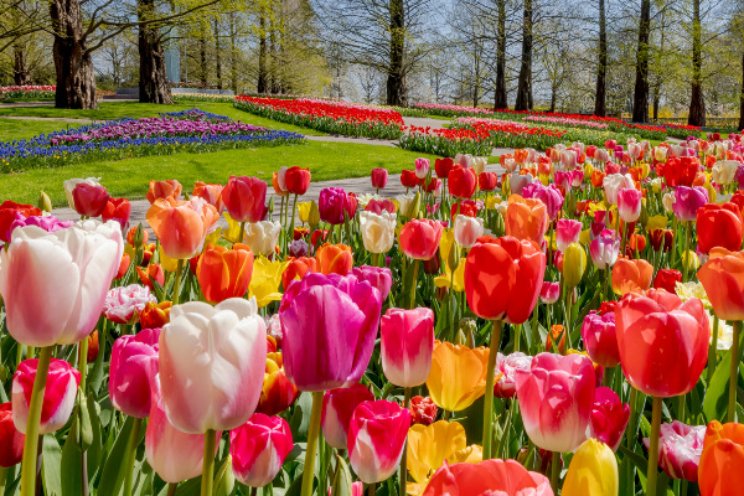 Keukenhof op zoek naar objecten en foto's