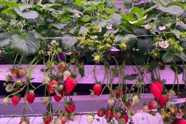 WUR maakt richtlijnen voor vertical farms