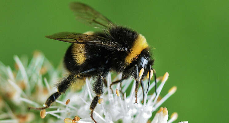 CBS: Meer biologische gewasbescherming